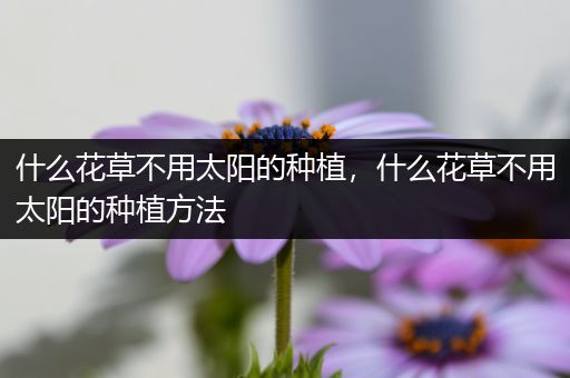什么花草不用太阳的种植，什么花草不用太阳的种植方法