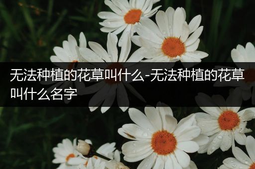 无法种植的花草叫什么-无法种植的花草叫什么名字