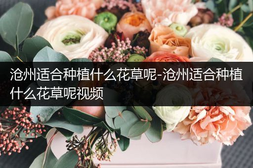 沧州适合种植什么花草呢-沧州适合种植什么花草呢视频