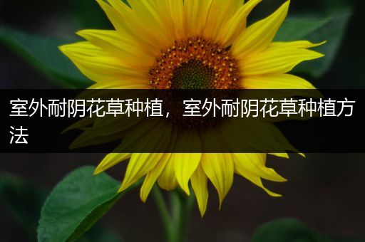 室外耐阴花草种植，室外耐阴花草种植方法