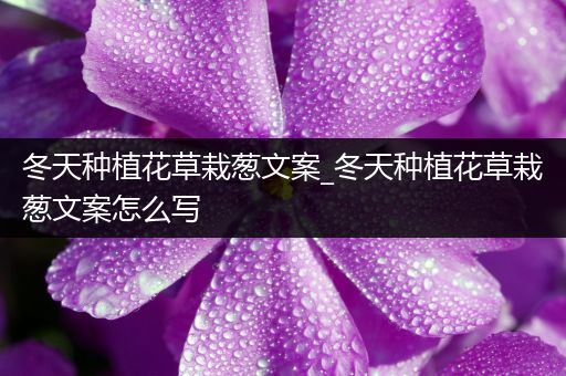 冬天种植花草栽葱文案_冬天种植花草栽葱文案怎么写