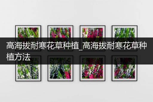 高海拔耐寒花草种植_高海拔耐寒花草种植方法