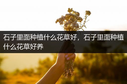 石子里面种植什么花草好，石子里面种植什么花草好养