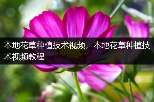 本地花草种植技术视频，本地花草种植技术视频教程