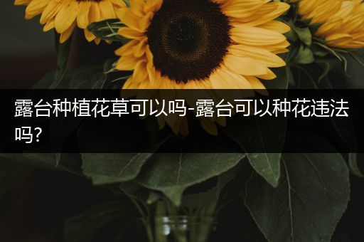 露台种植花草可以吗-露台可以种花违法吗?