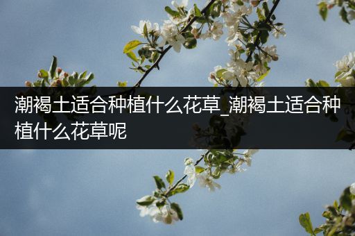 潮褐土适合种植什么花草_潮褐土适合种植什么花草呢