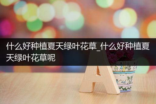 什么好种植夏天绿叶花草_什么好种植夏天绿叶花草呢