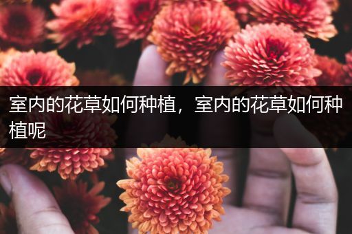 室内的花草如何种植，室内的花草如何种植呢