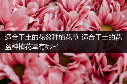 适合干土的花盆种植花草_适合干土的花盆种植花草有哪些