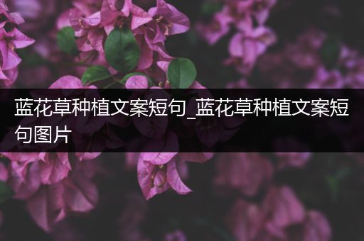 蓝花草种植文案短句_蓝花草种植文案短句图片