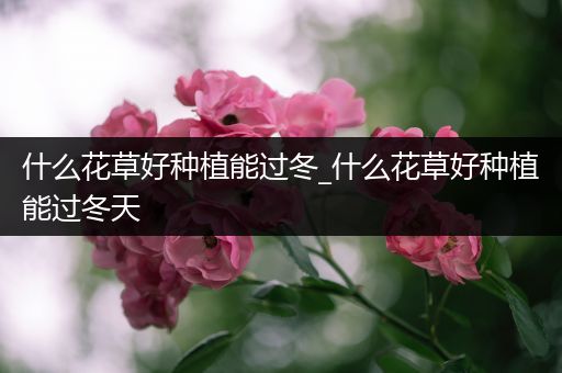 什么花草好种植能过冬_什么花草好种植能过冬天