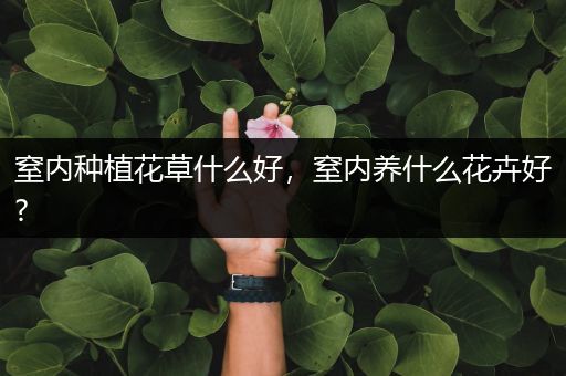 窒内种植花草什么好，窒内养什么花卉好?