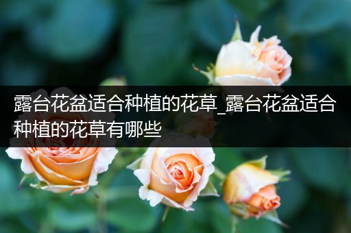 露台花盆适合种植的花草_露台花盆适合种植的花草有哪些