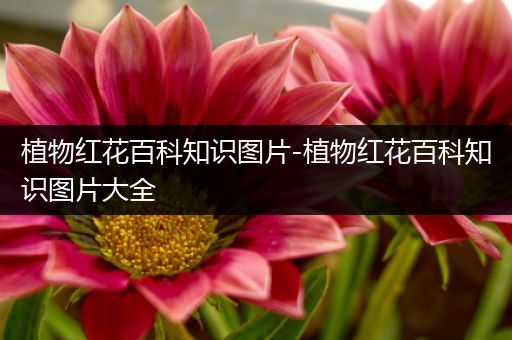 植物红花百科知识图片-植物红花百科知识图片大全