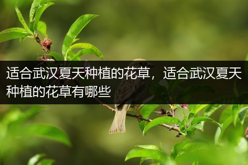 适合武汉夏天种植的花草，适合武汉夏天种植的花草有哪些