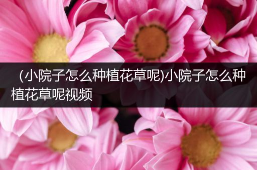 （小院子怎么种植花草呢)小院子怎么种植花草呢视频