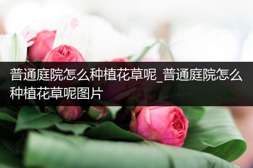 普通庭院怎么种植花草呢_普通庭院怎么种植花草呢图片