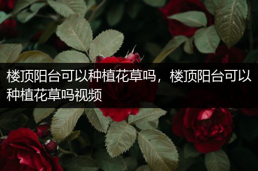 楼顶阳台可以种植花草吗，楼顶阳台可以种植花草吗视频