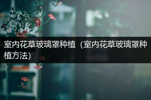 室内花草玻璃罩种植（室内花草玻璃罩种植方法）