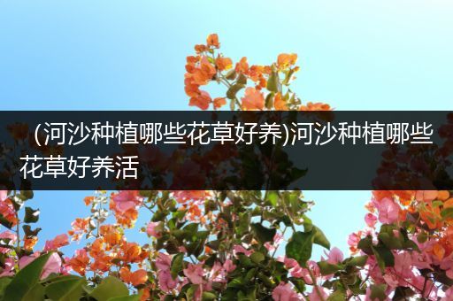 （河沙种植哪些花草好养)河沙种植哪些花草好养活