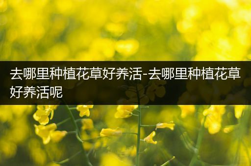 去哪里种植花草好养活-去哪里种植花草好养活呢