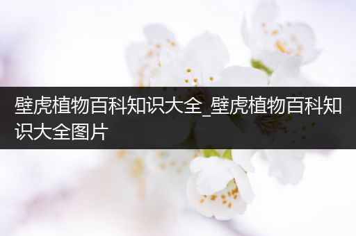 壁虎植物百科知识大全_壁虎植物百科知识大全图片