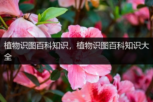 植物识图百科知识，植物识图百科知识大全