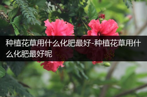 种植花草用什么化肥最好-种植花草用什么化肥最好呢