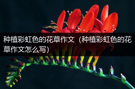 种植彩虹色的花草作文（种植彩虹色的花草作文怎么写）