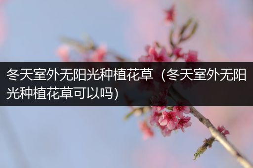 冬天室外无阳光种植花草（冬天室外无阳光种植花草可以吗）