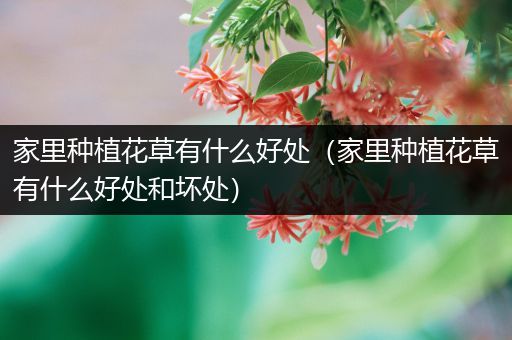 家里种植花草有什么好处（家里种植花草有什么好处和坏处）