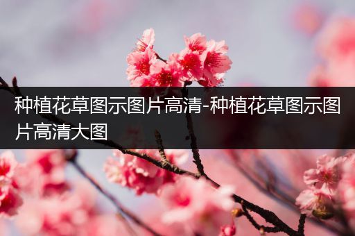 种植花草图示图片高清-种植花草图示图片高清大图