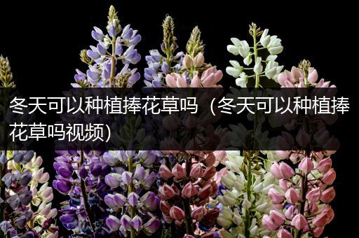 冬天可以种植捧花草吗（冬天可以种植捧花草吗视频）