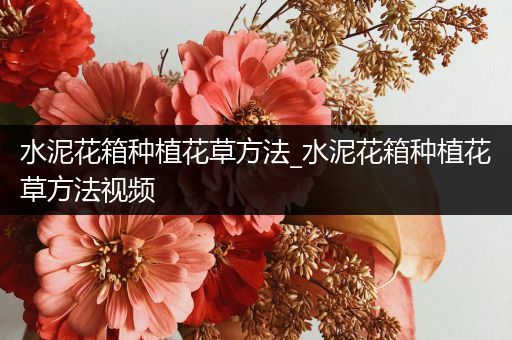 水泥花箱种植花草方法_水泥花箱种植花草方法视频
