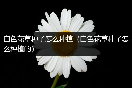 白色花草种子怎么种植（白色花草种子怎么种植的）