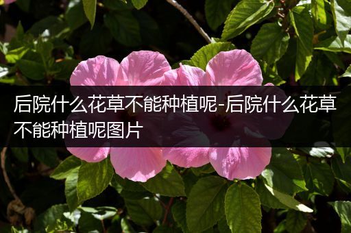 后院什么花草不能种植呢-后院什么花草不能种植呢图片