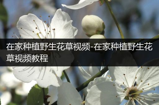 在家种植野生花草视频-在家种植野生花草视频教程