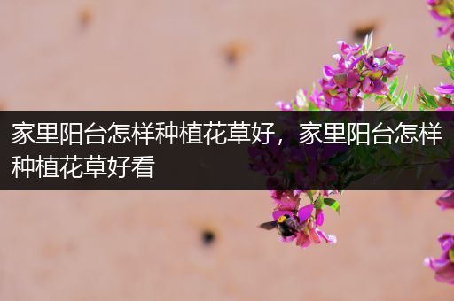 家里阳台怎样种植花草好，家里阳台怎样种植花草好看