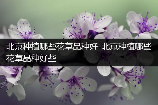 北京种植哪些花草品种好-北京种植哪些花草品种好些