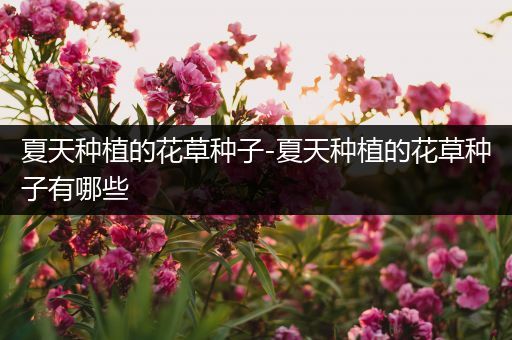 夏天种植的花草种子-夏天种植的花草种子有哪些