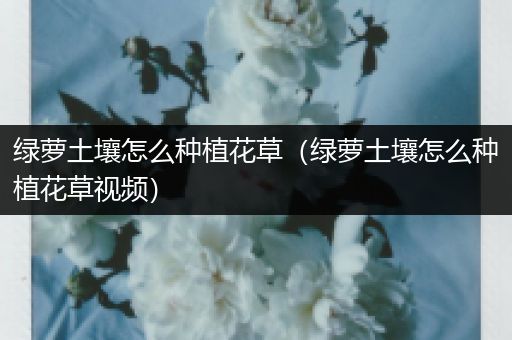 绿萝土壤怎么种植花草（绿萝土壤怎么种植花草视频）