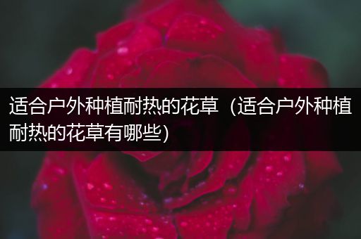 适合户外种植耐热的花草（适合户外种植耐热的花草有哪些）