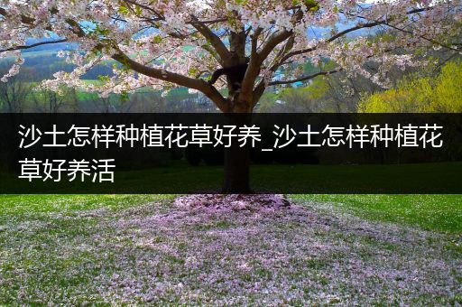 沙土怎样种植花草好养_沙土怎样种植花草好养活