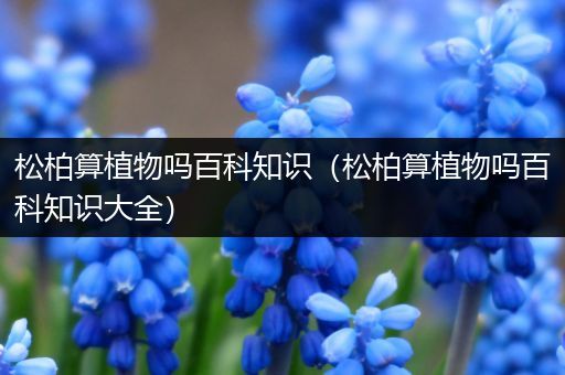 松柏算植物吗百科知识（松柏算植物吗百科知识大全）