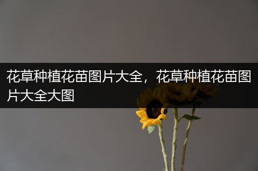 花草种植花苗图片大全，花草种植花苗图片大全大图