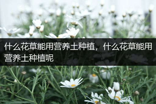 什么花草能用营养土种植，什么花草能用营养土种植呢