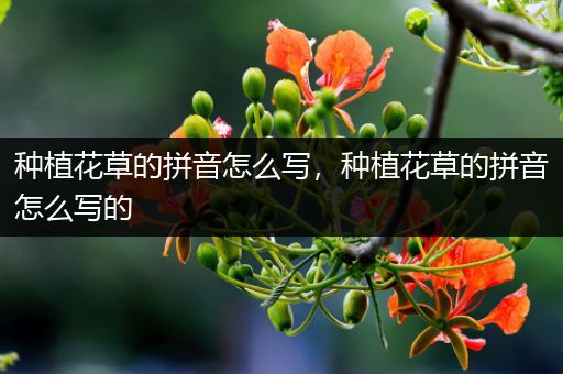 种植花草的拼音怎么写，种植花草的拼音怎么写的