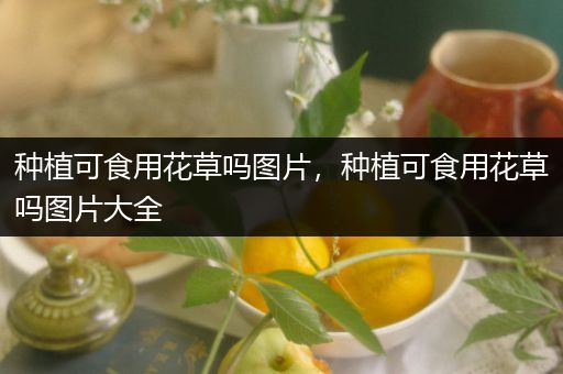 种植可食用花草吗图片，种植可食用花草吗图片大全