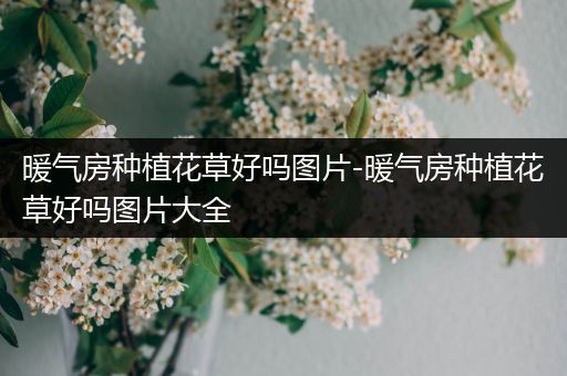 暖气房种植花草好吗图片-暖气房种植花草好吗图片大全