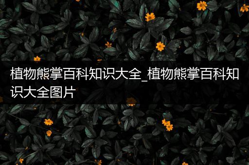植物熊掌百科知识大全_植物熊掌百科知识大全图片